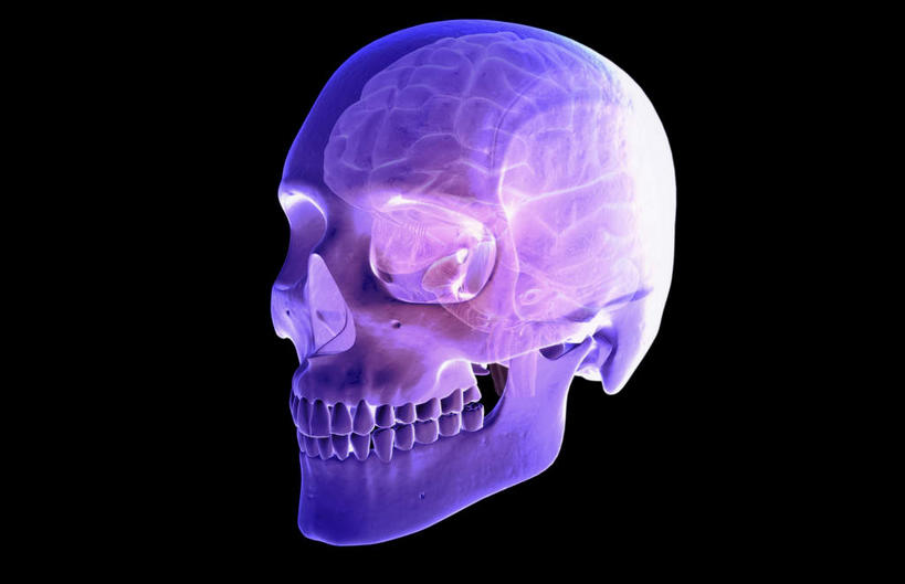 动脉,静脉,骨骼,无人,横图,室内,白天,正面,数码,科技,静物,大脑,阴影,黑色背景,网络,医学,骨头,高光,几何,计算机图形,合成,模型,人体,电脑合成图,数码合成图,骨架,生物学,器官,沟壑,小脑,脑干,生理学,写实,具体,具象,大脑皮层,端脑,沟,灰质,回,间脑,枕叶,半身,彩图