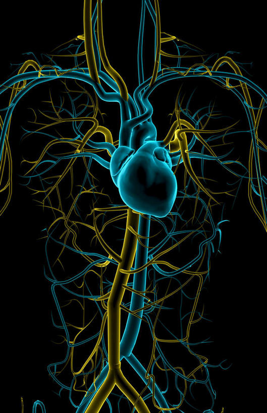 内脏,肺,心脏,动脉,静脉,无人,竖图,室内,特写,白天,正面,数码,科技,静物,阴影,黑色背景,局部,网络,光芒,高光,几何,计算机图形,合成,蓝色,模型,人体,部分,电脑合成图,数码合成图,生物学,器官,心血管,心房,心室,生理学,写实,具体,具象,颈动脉,颈静脉,下腔静脉,主动脉,上腔静脉,升主动脉,降主动脉,腋动脉,腋静脉,肺动脉,肺静脉,肺部,肺脏,心,半身,彩图