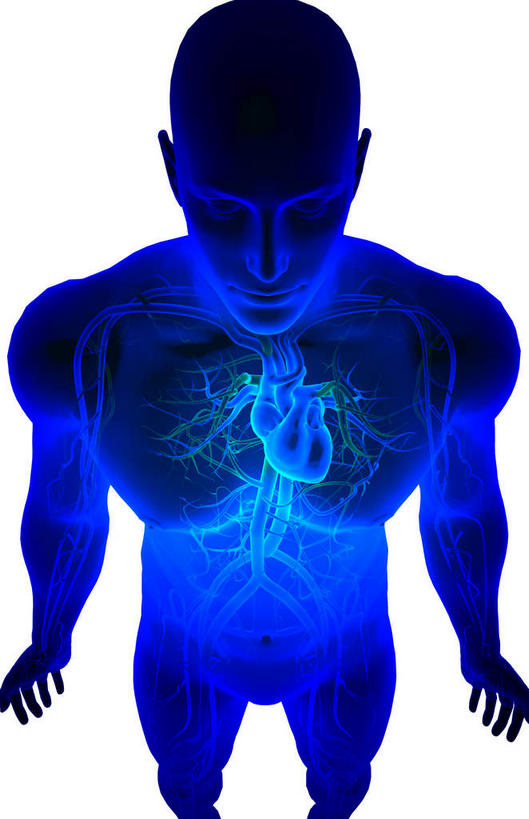 内脏,肺,心脏,动脉,静脉,无人,竖图,室内,特写,白天,白色背景,正面,数码,科技,静物,阴影,局部,网络,光芒,高光,几何,计算机图形,合成,蓝色,模型,人体,皮肤,部分,电脑合成图,数码合成图,生物学,器官,心血管,心房,心室,生理学,写实,具体,具象,颈动脉,颈静脉,下腔静脉,上腔静脉,升主动脉,降主动脉,腋动脉,腋静脉,肺动脉,肺静脉,肺部,肺脏,心,半身,彩图