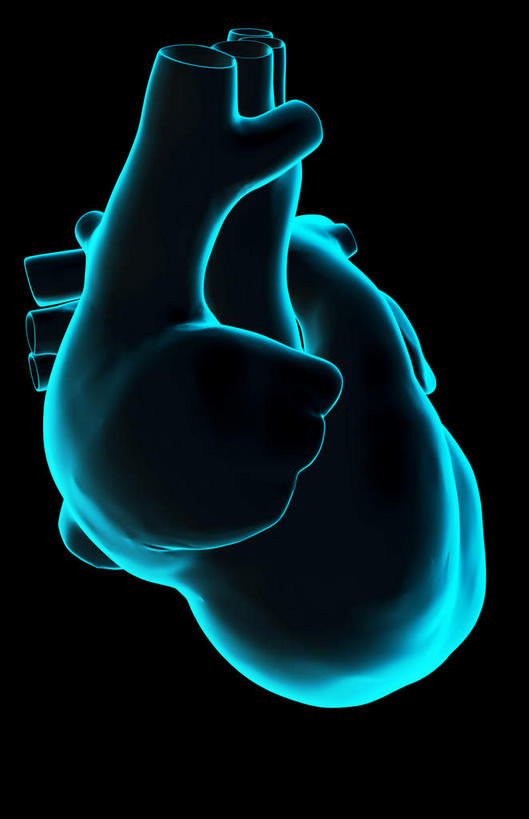 内脏,心脏,动脉,静脉,无人,竖图,室内,特写,白天,正面,数码,科技,静物,阴影,黑色背景,局部,网络,光芒,高光,几何,计算机图形,合成,绿色,模型,人体,部分,电脑合成图,数码合成图,生物学,器官,心血管,心房,心室,生理学,写实,具体,具象,右心室,上腔静脉,右心耳,右心房,心,彩图