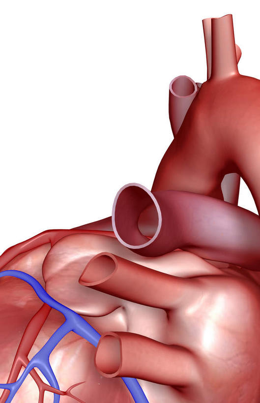 内脏,肺,心脏,动脉,静脉,无人,竖图,室内,特写,白天,白色背景,正面,数码,科技,静物,阴影,局部,网络,高光,几何,计算机图形,合成,模型,人体,部分,电脑合成图,数码合成图,生物学,器官,心血管,心房,心室,生理学,写实,具体,具象,肺动脉,肺静脉,冠状静脉窦,肺部,肺脏,心,彩图