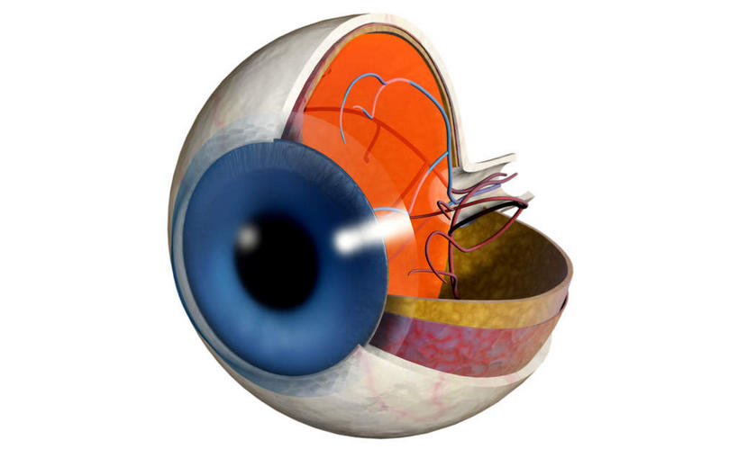 眼睛,动脉,静脉,无人,横图,室内,特写,白天,白色背景,正面,数码,科技,静物,瞳孔,阴影,局部,网络,医学,高光,几何,计算机图形,合成,模型,人体,眼部,部分,电脑合成图,数码合成图,生物学,视网膜,眼球,器官,生理学,写实,具体,具象,巩膜,角膜,脉络膜,视觉器官,眼房,眼球壁,眼,彩图