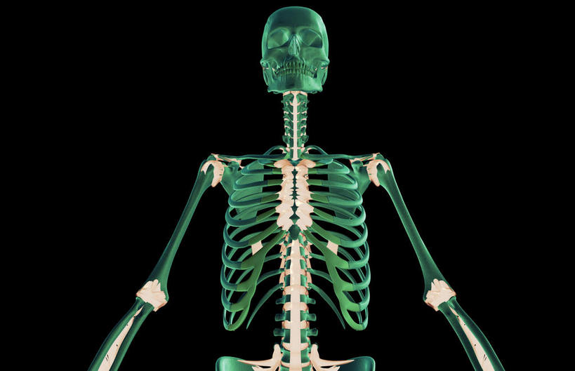 颅骨,锁骨,肩胛骨,动脉,静脉,骨骼,胸骨,肋骨,无人,横图,室内,特写,白天,正面,数码,科技,静物,阴影,黑色背景,局部,网络,医学,骨头,光芒,高光,几何,计算机图形,合成,绿色,模型,人体,部分,电脑合成图,数码合成图,骨架,生物学,生理学,写实,具体,具象,鼻骨,尺骨,顶骨,额骨,肱骨,颈椎,髋骨,颞骨,桡骨,胸椎,腰骨,下颌骨,肋软骨,颧骨,头盖骨,半身,彩图,前纵韧带