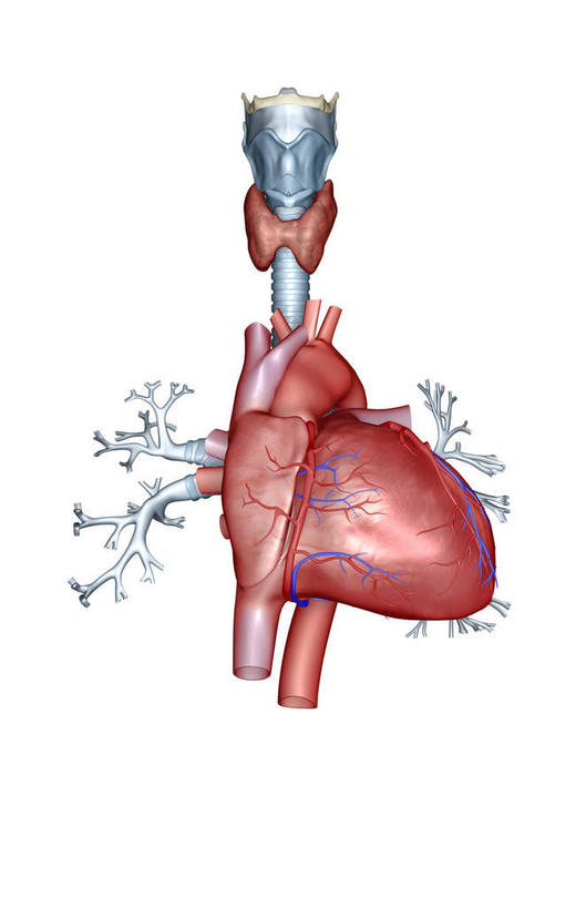 内脏,肺,心脏,动脉,静脉,无人,竖图,室内,特写,白天,白色背景,正面,数码,科技,静物,阴影,局部,网络,医学,高光,几何,计算机图形,合成,模型,人体,部分,电脑合成图,数码合成图,生物学,器官,心血管,心房,心室,生理学,写实,具体,具象,肺动脉,肺静脉,冠心病,冠状沟,前室间沟,肺部,肺脏,心,彩图