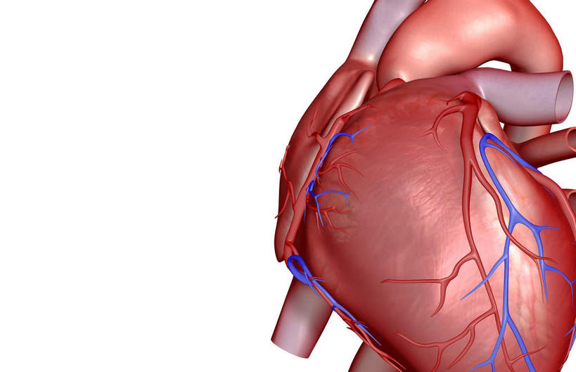 内脏,肺,心脏,动脉,静脉,无人,横图,室内,特写,白天,白色背景,正面,数码,科技,静物,阴影,局部,网络,高光,几何,计算机图形,合成,模型,人体,部分,电脑合成图,数码合成图,生物学,器官,心血管,心房,心室,生理学,写实,具体,具象,肺动脉,肺静脉,冠心病,冠状沟,前室间沟,肺部,肺脏,心,半身,彩图