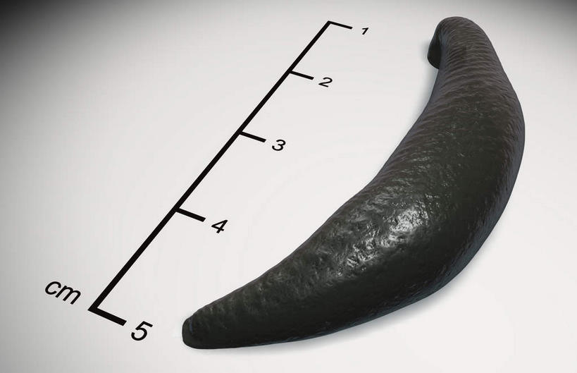 无人,横图,黑白,室内,特写,白天,白色背景,正面,数码,科技,野生动物,静物,阴影,网络,细菌,测量,刻度,高光,几何,计算机图形,合成,一个,动物,尺,单个,测量工具,电脑合成图,数码合成图,尺子,衡量,绘图,比例尺,水生动物,水生物,比例,病菌,测绘,写实,具体,具象,量具,量仪,标度,传染,扩大,缩小,缩尺,蚂蟥,水蛭,医用水蛭