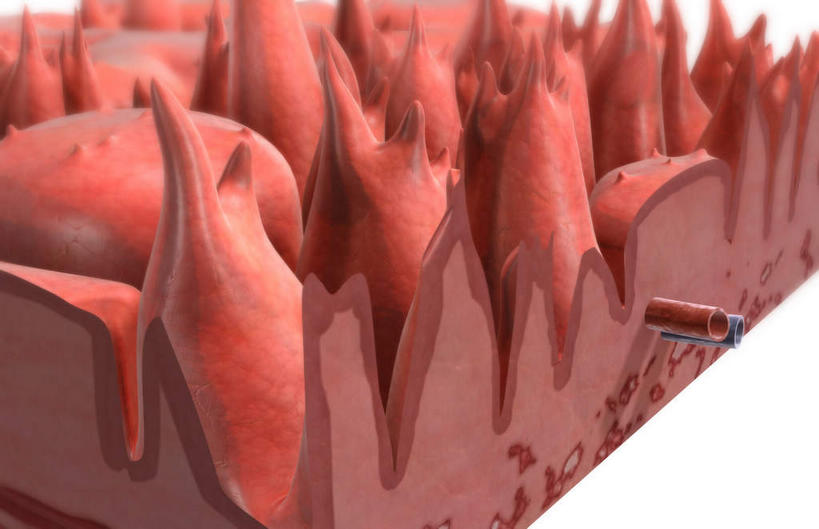 乳头,动脉,静脉,无人,横图,室内,特写,白天,白色背景,正面,数码,科技,静物,阴影,局部,网络,医学,高光,几何,计算机图形,合成,模型,人体,部分,电脑合成图,数码合成图,丝状,生物学,人体器官,器官,生理学,写实,具体,具象,菌状乳头,味觉,舌头,彩图