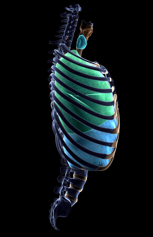 肺,动脉,静脉,骨骼,无人,竖图,室内,特写,白天,正面,数码,科技,静物,阴影,黑色背景,局部,网络,医学,骨头,光芒,高光,几何,计算机图形,合成,模型,人体,部分,电脑合成图,数码合成图,骨架,生物学,生理学,写实,具体,具象,呼吸系统,肺部,肺脏,半身,彩图