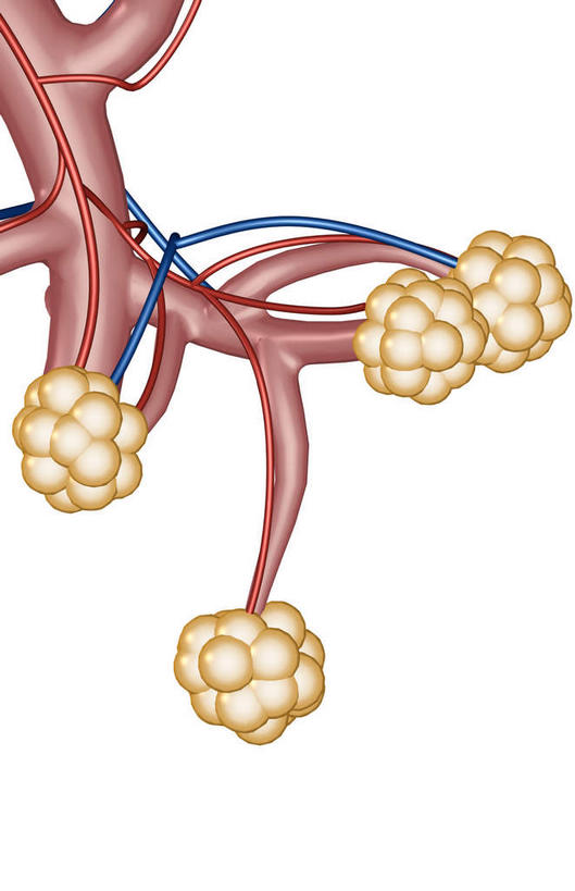 内脏,肺,动脉,静脉,无人,竖图,插画,室内,特写,白天,白色背景,正面,数码,科技,静物,阴影,网络,医学,高光,几何,计算机图形,合成,图画,画,红色,模型,人体,电脑合成图,数码合成图,生物学,人体器官,器官,漫画,支气管,生理学,写实,具体,具象,细支气管,肺泡,肺部,肺脏,彩图