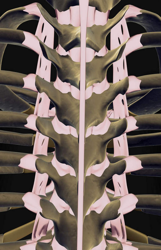 动脉,静脉,骨骼,无人,竖图,插画,室内,特写,白天,正面,数码,科技,静物,阴影,黑色背景,局部,网络,医学,骨头,高光,几何,计算机图形,合成,图画,画,模型,人体,部分,电脑合成图,数码合成图,骨架,生物学,漫画,生理学,写实,具体,具象,腰骨,半身,彩图