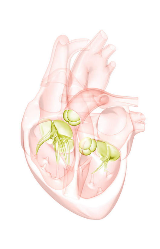内脏,心脏,动脉,静脉,无人,竖图,插画,室内,特写,白天,白色背景,正面,数码,科技,静物,阴影,网络,高光,几何,计算机图形,合成,图画,画,模型,人体,电脑合成图,数码合成图,生物学,器官,漫画,心血管,心房,心室,生理学,写实,具体,具象,心,彩图