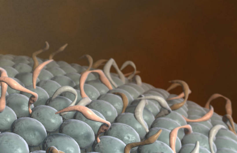 无人,横图,插画,室内,特写,白天,正面,数码,科技,静物,阴影,网络,医学,细胞,高光,几何,计算机图形,合成,图画,画,人体,电脑合成图,数码合成图,生物学,漫画,生理学,写实,具体,具象,细胞膜,磷脂双分子层,糖脂,脂膜,彩图