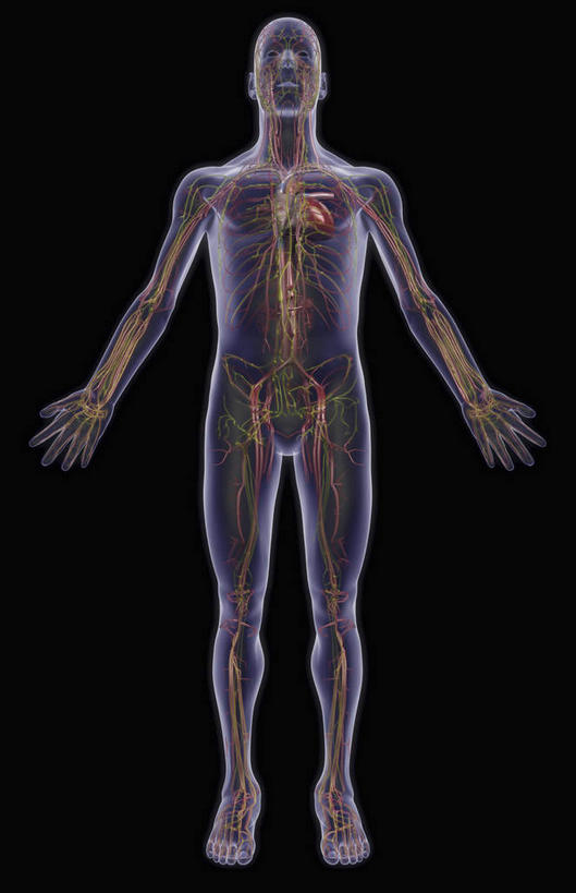 动脉,静脉,血管,无人,竖图,插画,室内,特写,白天,正面,数码,科技,静物,阴影,黑色背景,网络,医学,高光,几何,计算机图形,合成,图画,画,人体,电脑合成图,数码合成图,生物学,心血管系统,漫画,生理学,写实,具体,具象,淋巴系统,髂静脉,彩图,全身