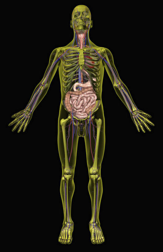 内脏,肠,阑尾,动脉,静脉,骨骼,血管,肛门,十二指肠,无人,站,竖图,插画,室内,特写,白天,正面,数码,科技,静物,阴影,黑色背景,网络,医学,骨头,光芒,高光,几何,计算机图形,合成,图画,画,黄色,红色,模型,站着,人体,电脑合成图,数码合成图,骨架,生物学,人体器官,器官,漫画,生理学,写实,具体,具象,横结肠,乙状结肠,大肠,盲肠,小肠,直肠,站立,彩图,全身,消化系统