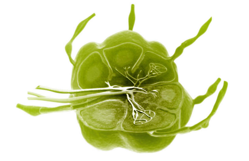 无人,横图,插画,室内,特写,白天,白色背景,正面,数码,科技,静物,阴影,网络,医学,细胞,高光,几何,计算机图形,合成,图画,画,绿色,人体,电脑合成图,数码合成图,生物学,漫画,生理学,写实,具体,具象,淋巴结,淋巴系统,淋巴管,彩图