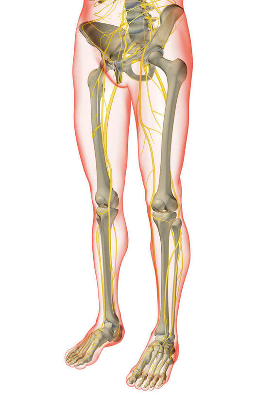神经,动脉,静脉,骨骼,无人,站,竖图,插画,x光片,室内,特写,白天,白色背景,正面,数码,科技,静物,阴影,局部,辐射,科学,网络,医学,骨头,光芒,高光,几何,计算机图形,合成,图画,画,红色,模型,站着,人体,部分,电脑合成图,数码合成图,骨架,医疗,生物学,科学技术,x射线,x光,漫画,生理学,写实,具体,具象,胫神经,腰丛,股神经,隐神经,站立,半身,彩图,电磁波,电磁辐射
