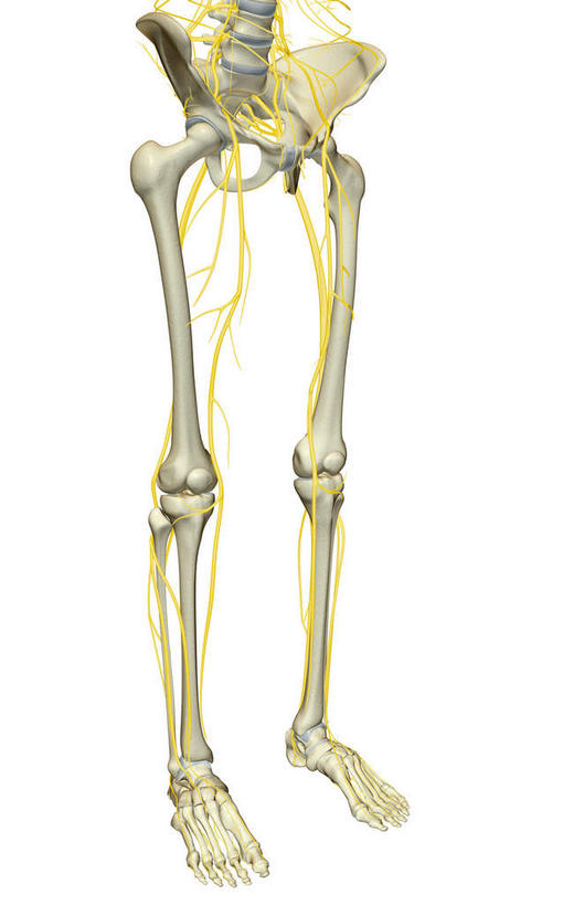 神经,动脉,静脉,骨骼,无人,站,竖图,插画,室内,特写,白天,白色背景,正面,数码,科技,静物,阴影,局部,网络,医学,骨头,高光,几何,计算机图形,合成,图画,画,模型,站着,人体,部分,电脑合成图,数码合成图,骨架,生物学,漫画,生理学,写实,具体,具象,髌骨,跗骨,股骨,髋骨,尾骨,趾骨,胫神经,隐神经,蹠骨,骶丛神经,骶神经,站立,半身,彩图