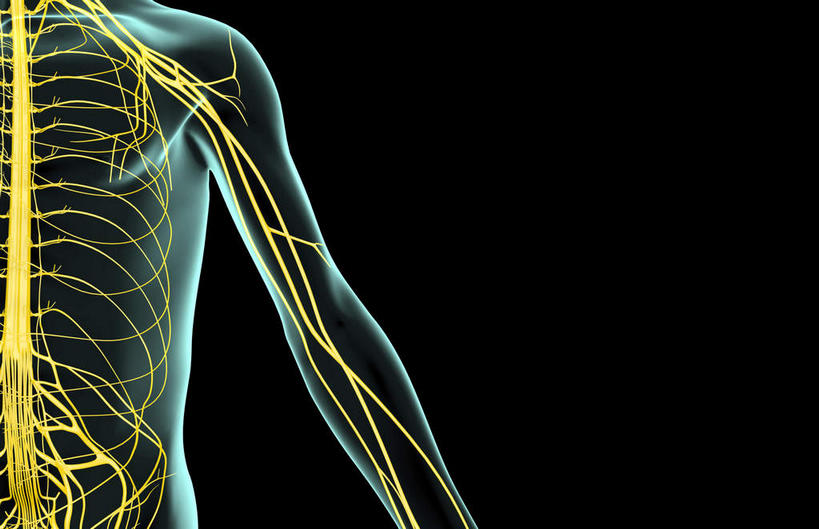 神经,动脉,静脉,无人,横图,插画,x光片,室内,特写,白天,正面,数码,科技,静物,阴影,黑色背景,局部,辐射,科学,网络,医学,光芒,高光,几何,计算机图形,合成,图画,画,人体,部分,电脑合成图,数码合成图,医疗,生物学,科学技术,x射线,x光,漫画,生理学,写实,具体,具象,尺神经,正中神经,半身,彩图,电磁波,电磁辐射