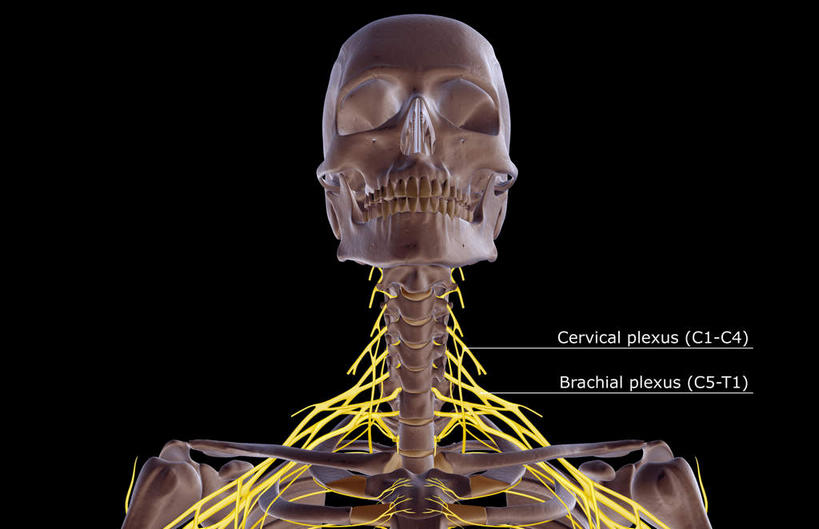 锁骨,肩胛骨,神经,动脉,静脉,骨骼,无人,横图,插画,室内,特写,白天,正面,数码,科技,静物,阴影,黑色背景,局部,网络,医学,英文,标志,文字,字符,字母,骨头,高光,几何,计算机图形,合成,图画,标识,画,模型,人体,英文字母,部分,电脑合成图,数码合成图,骨架,生物学,漫画,生理学,写实,具体,具象,鼻骨,顶骨,额骨,颈椎,颈神经,下颌骨,颈丛,臂丛神经,半身,彩图