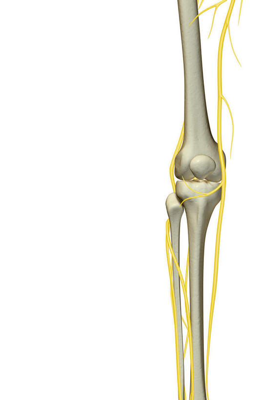 神经,动脉,静脉,骨骼,无人,竖图,插画,室内,特写,白天,白色背景,正面,数码,科技,静物,阴影,局部,网络,医学,骨头,高光,几何,计算机图形,合成,图画,画,模型,人体,部分,电脑合成图,数码合成图,骨架,生物学,漫画,生理学,写实,具体,具象,髌骨,隐神经,半身,彩图