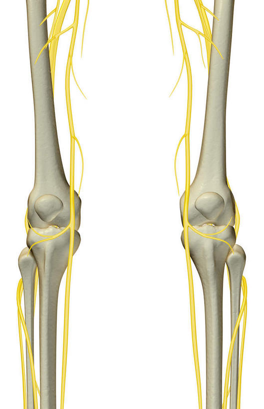 神经,动脉,静脉,骨骼,无人,竖图,插画,室内,特写,白天,白色背景,正面,数码,科技,静物,阴影,局部,网络,医学,骨头,高光,几何,计算机图形,合成,图画,画,模型,人体,部分,电脑合成图,数码合成图,骨架,生物学,漫画,生理学,写实,具体,具象,髌骨,隐神经,半身,彩图