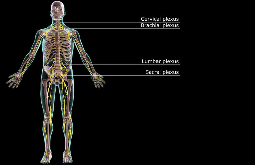 神经,动脉,静脉,骨骼,无人,站,横图,插画,x光片,室内,特写,白天,正面,数码,科技,静物,阴影,黑色背景,辐射,科学,网络,医学,英文,标志,文字,字符,字母,骨头,光芒,高光,几何,计算机图形,合成,图画,标识,画,模型,站着,人体,皮肤,英文字母,电脑合成图,数码合成图,骨架,医疗,生物学,科学技术,x射线,x光,漫画,生理学,写实,具体,具象,骶神经,骶神经丛,中枢神经系统,站立,彩图,全身,电磁波,电磁辐射