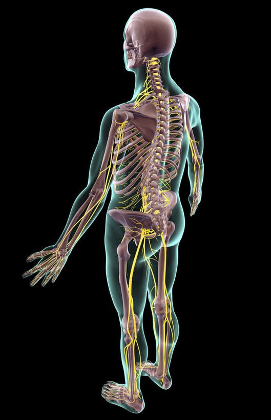 神经,动脉,静脉,骨骼,无人,站,竖图,俯视,插画,x光片,室内,特写,白天,数码,科技,静物,阴影,黑色背景,辐射,科学,网络,医学,骨头,光芒,高光,几何,计算机图形,合成,图画,画,模型,站着,人体,皮肤,电脑合成图,数码合成图,骨架,医疗,生物学,科学技术,x射线,x光,漫画,生理学,写实,具体,具象,骶神经,骶神经丛,中枢神经系统,站立,彩图,高角度拍摄,全身,电磁波,电磁辐射