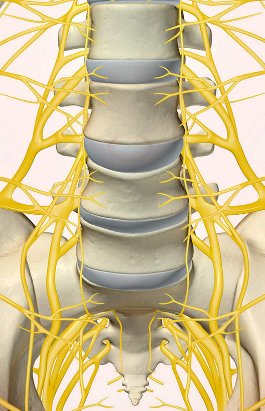 神经,动脉,静脉,骨骼,无人,竖图,插画,x光片,室内,特写,白天,白色背景,正面,数码,科技,静物,阴影,局部,辐射,科学,网络,医学,骨头,高光,几何,计算机图形,合成,图画,画,模型,人体,部分,电脑合成图,数码合成图,骨架,医疗,生物学,科学技术,x射线,x光,漫画,生理学,写实,具体,具象,腰骨,骶神经,骶神经丛,腰丛神经,半身,彩图,电磁波,电磁辐射