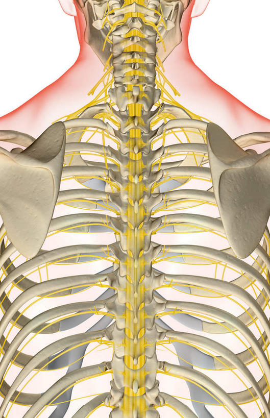 神经,动脉,静脉,骨骼,肋骨,无人,竖图,插画,x光片,室内,特写,白天,白色背景,正面,数码,科技,静物,阴影,局部,辐射,科学,网络,医学,骨头,光芒,高光,几何,计算机图形,合成,图画,画,红色,模型,人体,部分,电脑合成图,数码合成图,骨架,医疗,生物学,科学技术,x射线,x光,漫画,生理学,写实,具体,具象,腰骨,颈神经,肋间神经,胸神经,肋软骨,颈丛,臂丛神经,半身,彩图,电磁波,电磁辐射
