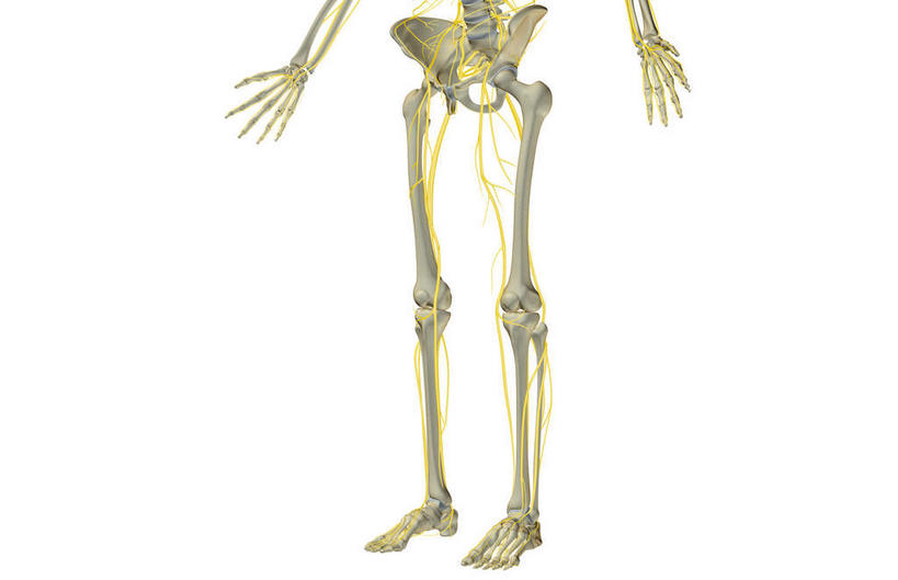 神经,动脉,静脉,骨骼,无人,站,横图,插画,室内,特写,白天,白色背景,正面,数码,科技,静物,阴影,局部,网络,医学,骨头,高光,几何,计算机图形,合成,图画,画,模型,站着,人体,部分,电脑合成图,数码合成图,骨架,生物学,漫画,生理学,写实,具体,具象,髌骨,跗骨,股骨,髋骨,尾骨,趾骨,胫神经,隐神经,蹠骨,股骨神经,站立,半身,彩图