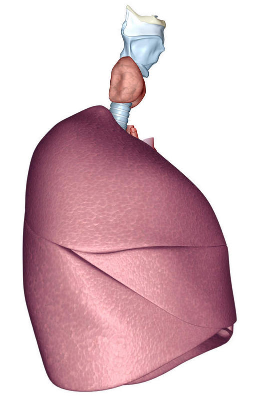 内脏,肺,动脉,静脉,无人,竖图,插画,室内,特写,白天,白色背景,正面,数码,科技,静物,阴影,网络,医学,高光,几何,计算机图形,合成,图画,画,模型,人体,电脑合成图,数码合成图,生物学,器官,漫画,生理学,写实,具体,具象,喉,甲状腺,呼吸系统,肺部,肺脏,彩图