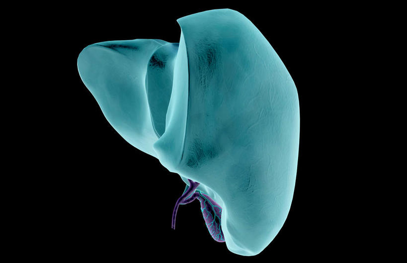 内脏,肝脏,动脉,静脉,胆囊,无人,横图,插画,室内,特写,白天,正面,数码,科技,静物,阴影,黑色背景,网络,医学,光芒,高光,几何,计算机图形,合成,图画,画,模型,人体,电脑合成图,数码合成图,生物学,器官,漫画,生理学,写实,具体,具象,裂片,肝,彩图,消化系统