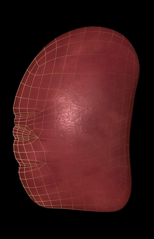 内脏,脾,动脉,静脉,无人,竖图,插画,室内,特写,白天,正面,数码,科技,静物,阴影,黑色背景,网络,医学,高光,几何,计算机图形,合成,图画,画,模型,人体,电脑合成图,数码合成图,生物学,器官,漫画,生理学,写实,具体,具象,脾脏,彩图