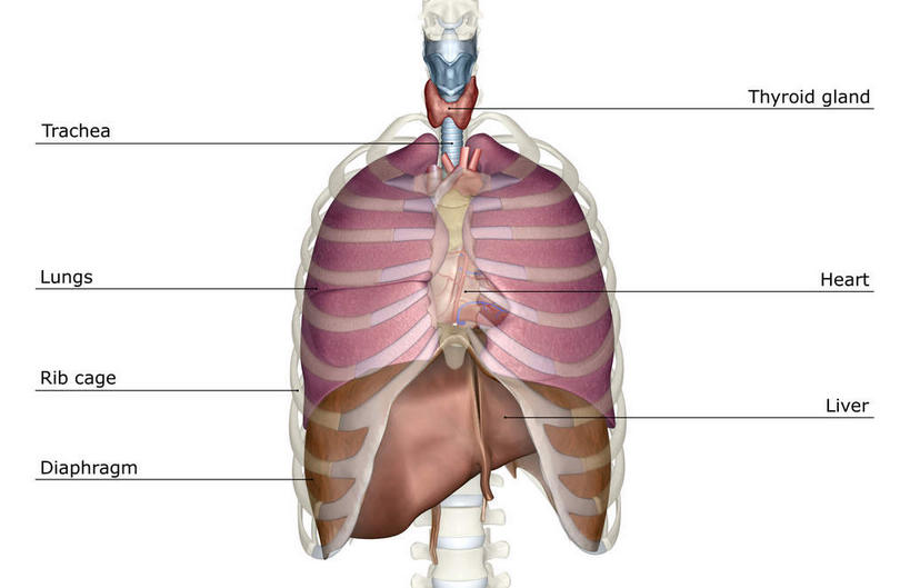 内脏,肺,动脉,静脉,骨骼,胸骨,肋骨,无人,横图,插画,室内,特写,白天,白色背景,正面,数码,科技,静物,阴影,网络,医学,英文,标志,文字,字符,字母,骨头,高光,几何,计算机图形,合成,图画,标识,画,模型,人体,英文字母,电脑合成图,数码合成图,骨架,生物学,器官,漫画,呼吸道,生理学,写实,具体,具象,隔膜,喉,甲状腺,呼吸系统,肋软骨,肺部,肺脏,彩图