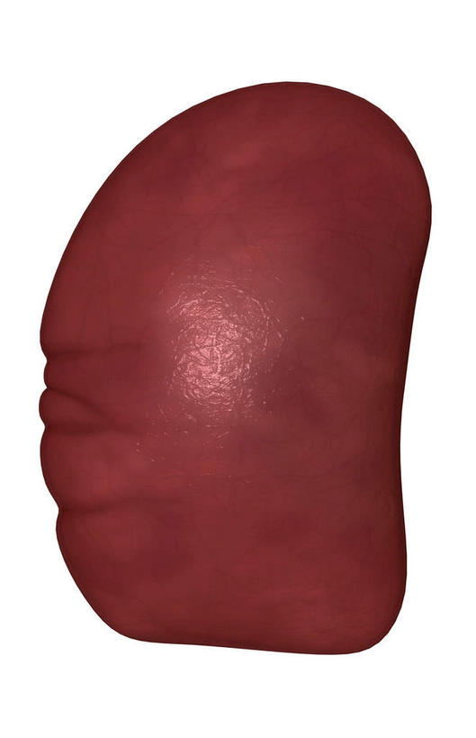 内脏,肝脏,动脉,静脉,无人,竖图,插画,室内,特写,白天,白色背景,正面,数码,科技,静物,阴影,网络,医学,高光,几何,计算机图形,合成,图画,画,模型,人体,电脑合成图,数码合成图,生物学,器官,漫画,生理学,写实,具体,具象,肝,彩图