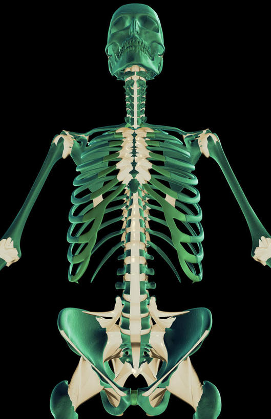 锁骨,肩胛骨,动脉,静脉,骨骼,胸骨,肋骨,无人,站,竖图,插画,室内,特写,白天,正面,数码,科技,静物,阴影,黑色背景,局部,网络,医学,骨头,光芒,高光,几何,计算机图形,合成,图画,画,模型,站着,人体,部分,电脑合成图,数码合成图,骨架,生物学,韧带,漫画,生理学,写实,具体,具象,鼻骨,骶骨,顶骨,额骨,肱骨,颈椎,髋骨,颞骨,尾骨,胸椎,腰骨,下颌骨,肋软骨,颧骨,站立,半身,彩图,前纵韧带