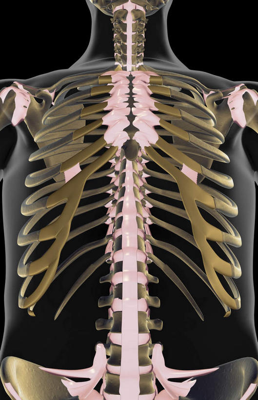 动脉,静脉,骨骼,胸骨,肋骨,无人,竖图,插画,x光片,室内,特写,白天,正面,数码,科技,静物,阴影,黑色背景,局部,辐射,科学,网络,医学,骨头,光芒,高光,几何,计算机图形,合成,图画,画,模型,人体,部分,电脑合成图,数码合成图,骨架,医疗,生物学,科学技术,x射线,x光,韧带,漫画,生理学,写实,具体,具象,胸椎,腰骨,肋软骨,半身,彩图,前纵韧带,电磁波,电磁辐射