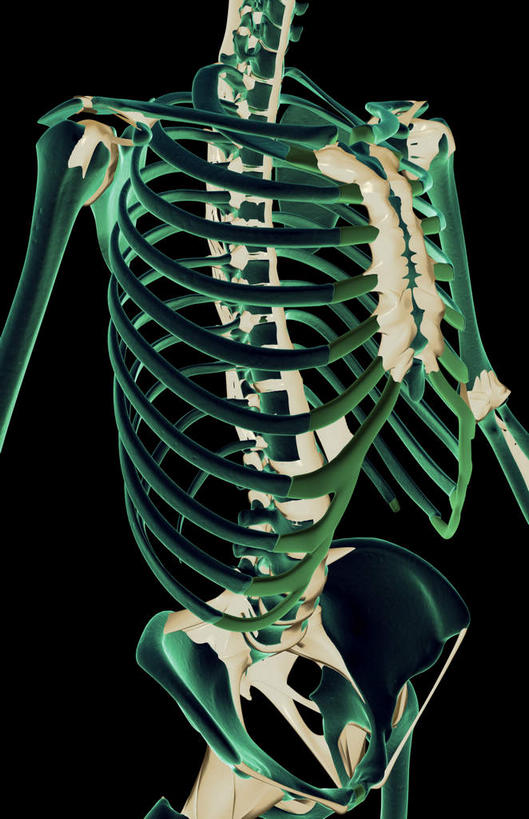 锁骨,肩胛骨,动脉,静脉,骨骼,胸骨,肋骨,无人,竖图,插画,室内,特写,白天,正面,数码,科技,静物,阴影,黑色背景,局部,网络,医学,骨头,光芒,高光,几何,计算机图形,合成,图画,画,模型,人体,部分,电脑合成图,数码合成图,骨架,生物学,韧带,漫画,生理学,写实,具体,具象,尺骨,骶骨,肱骨,颈椎,髋骨,尾骨,胸椎,腰骨,肋软骨,半身,彩图,前纵韧带