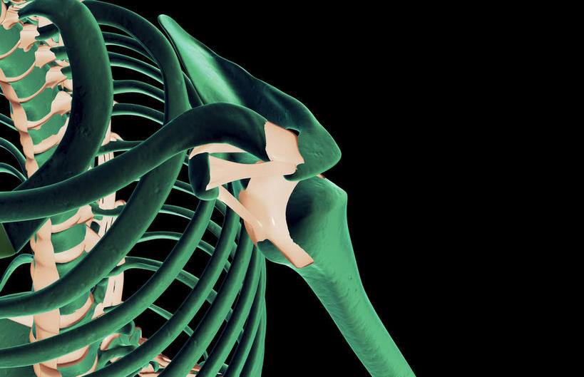 锁骨,肩胛骨,动脉,静脉,骨骼,胸骨,肋骨,无人,横图,插画,室内,特写,白天,正面,数码,科技,静物,阴影,黑色背景,局部,网络,医学,骨头,光芒,高光,几何,计算机图形,合成,图画,画,模型,人体,部分,电脑合成图,数码合成图,骨架,生物学,韧带,漫画,生理学,写实,具体,具象,胸椎,腰骨,肋软骨,半身,彩图,前纵韧带