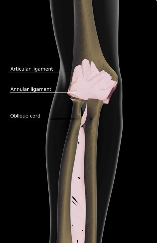 动脉,静脉,骨骼,无人,竖图,插画,x光片,室内,特写,白天,正面,数码,科技,静物,阴影,黑色背景,局部,辐射,科学,网络,医学,英文,标志,文字,字符,字母,骨头,光芒,高光,几何,计算机图形,合成,图画,标识,画,模型,人体,英文字母,部分,电脑合成图,数码合成图,骨架,医疗,生物学,科学技术,x射线,x光,韧带,漫画,生理学,写实,具体,具象,手肘,环状韧带,桡侧副韧带,关节囊,半身,彩图,电磁波,电磁辐射