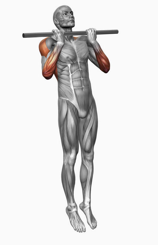 动脉,静脉,骨骼,肌肉,健壮,无人,举,引体向上,竖图,插画,室内,特写,白天,白色背景,正面,锻炼,运动,数码,科技,单杠,静物,吊挂,握,悬挂,阴影,网络,医学,骨头,高光,几何,计算机图形,挂,拿,合成,图画,拿着,娱乐,画,模型,托,享受,休闲,健康,放松,活力,力量,握着,人体,青春,电脑合成图,数码合成图,骨架,生物学,强壮,漫画,室内运动,生理学,写实,具体,具象,举起,举手,举着,向上举,向上伸,向上托,引体上升,彩图,全身,健身