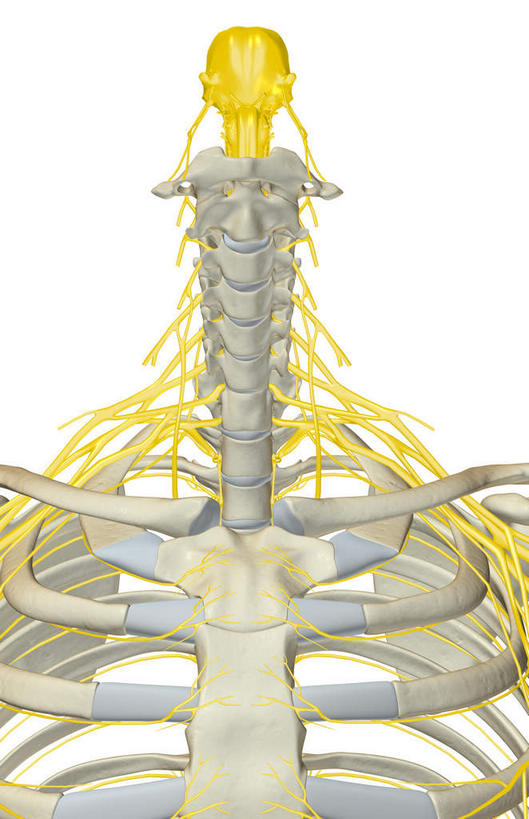 锁骨,肩胛骨,神经,动脉,静脉,骨骼,胸骨,肋骨,无人,竖图,插画,室内,特写,白天,白色背景,正面,数码,科技,静物,阴影,局部,网络,医学,骨头,高光,几何,计算机图形,合成,图画,画,模型,人体,部分,电脑合成图,数码合成图,骨架,生物学,漫画,生理学,写实,具体,具象,颈椎,胸椎,尺神经,颈神经,肋间神经,桡神经,胸神经,腋神经,肋软骨,颈丛,臂丛,半身,彩图