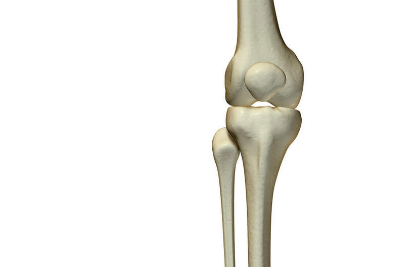 动脉,静脉,骨骼,无人,横图,插画,室内,特写,白天,白色背景,正面,数码,科技,静物,阴影,局部,网络,医学,骨头,高光,几何,计算机图形,合成,图画,画,模型,人体,部分,电脑合成图,数码合成图,骨架,生物学,漫画,生理学,写实,具体,具象,髌骨,半身,彩图