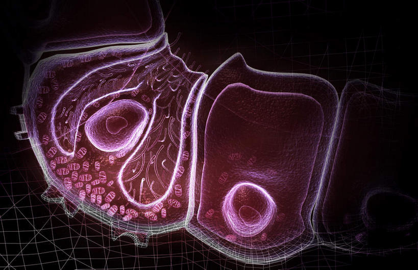 腹部,内脏,胃,动脉,静脉,无人,横图,插画,室内,特写,白天,正面,数码,科技,静物,阴影,黑色背景,网络,医学,细胞,光芒,高光,几何,计算机图形,合成,图画,画,模型,人体,电脑合成图,数码合成图,生物学,器官,漫画,生理学,写实,具体,具象,壁细胞,胃酸,胃腺,胃部,彩图,消化系统