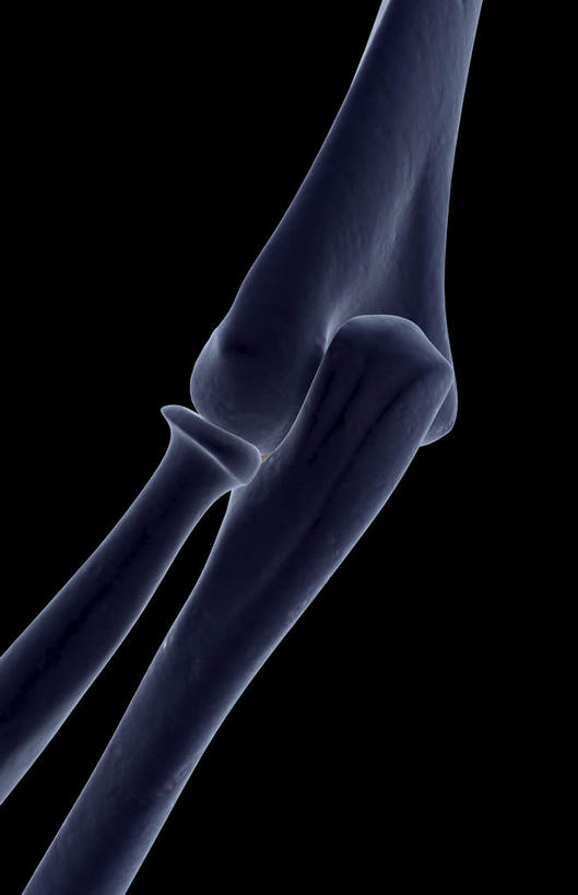 动脉,静脉,骨骼,无人,竖图,插画,室内,特写,白天,正面,数码,科技,静物,阴影,黑色背景,局部,网络,医学,骨头,光芒,高光,几何,计算机图形,合成,图画,画,蓝色,模型,人体,部分,电脑合成图,数码合成图,骨架,生物学,漫画,生理学,写实,具体,具象,手肘,肘部,半身,彩图