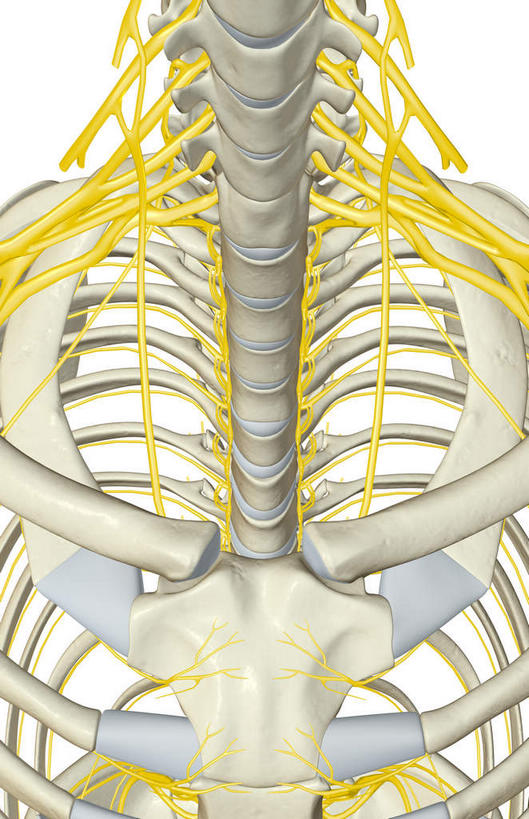 锁骨,神经,动脉,静脉,骨骼,胸骨,肋骨,无人,竖图,插画,室内,特写,白天,白色背景,正面,数码,科技,静物,阴影,网络,医学,骨头,高光,几何,计算机图形,合成,图画,画,模型,人体,电脑合成图,数码合成图,骨架,生物学,漫画,生理学,写实,具体,具象,胸椎,尺神经,肋间神经,桡神经,胸神经,腋神经,肋软骨,臂丛,彩图
