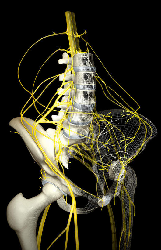 神经,动脉,静脉,骨骼,脊椎,骨盆,无人,竖图,插画,室内,特写,白天,正面,数码,科技,静物,阴影,黑色背景,网络,医学,骨头,高光,几何,计算机图形,合成,图画,画,模型,人体,电脑合成图,数码合成图,骨架,生物学,漫画,生理学,写实,具体,具象,骶骨,髋骨,尾骨,腰骨,骶丛,腰丛,股神经,坐骨神经,彩图