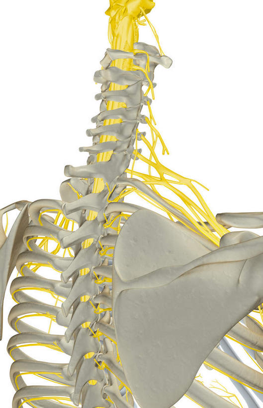 锁骨,肩胛骨,神经,动脉,静脉,骨骼,胸骨,肋骨,无人,竖图,插画,室内,特写,白天,白色背景,正面,数码,科技,静物,阴影,网络,医学,骨头,高光,几何,计算机图形,合成,图画,画,模型,人体,电脑合成图,数码合成图,骨架,生物学,漫画,生理学,写实,具体,具象,胸椎,尺神经,肋间神经,桡神经,胸神经,腋神经,肋软骨,颈丛,臂丛神经,正中神经,彩图
