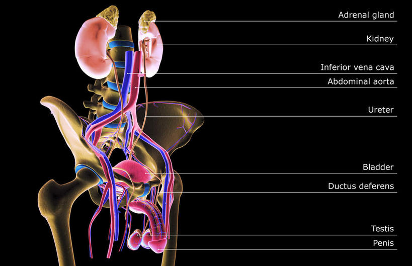 内脏,肾脏,动脉,静脉,阴茎,无人,横图,插画,室内,特写,白天,正面,数码,科技,静物,阴影,黑色背景,网络,医学,标志,文字,字符,字母,高光,几何,计算机图形,合成,图画,标识,画,红色,模型,人体,电脑合成图,数码合成图,生物学,人体器官,器官,漫画,泌尿系统,输尿管,生理学,写实,具体,具象,男性生殖器官,彩图,生殖器官