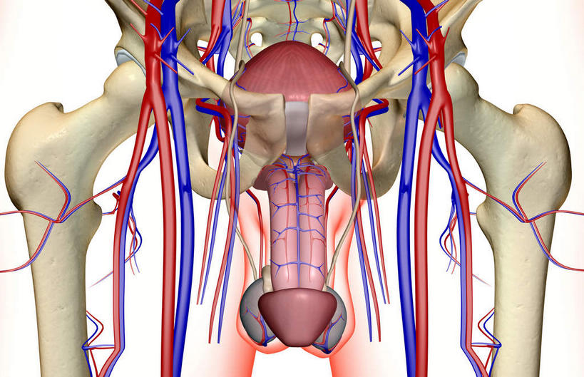 内脏,动脉,静脉,无人,横图,插画,室内,特写,白天,白色背景,正面,数码,科技,静物,阴影,网络,医学,高光,几何,计算机图形,合成,图画,画,红色,模型,人体,电脑合成图,数码合成图,生物学,人体器官,器官,漫画,生理学,写实,具体,具象,髂动脉,髂静脉,髂内动脉,髂内静脉,髂外动脉,髂外静脉,男性生殖器官,彩图